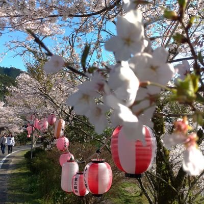 sakuragawa_7yo's profile picture. 秋月マキシ様
ありがとうまいでぃーさん