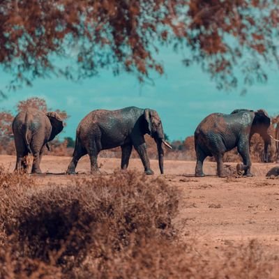 Mysticalkenya's profile picture. Be inspired by Kenya's Mystical.