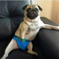 soum chien chien (@soumchien) 's Twitter Profile