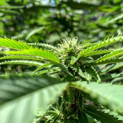 Medical cannabis education
