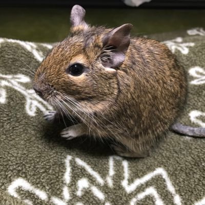 yoshiwopan's profile picture. 