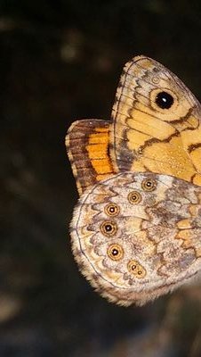 MarinaL79357257's profile picture. Protecció de cultius i biodiversitat agrícola🦋🌿🐞🌳
Researcher, mother, human amazed by it all!