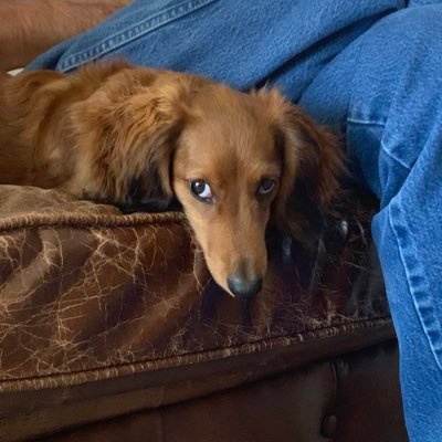 iwillsayno's profile picture. wife, mom, grandmother, thankfully living in the beautiful Texas hill country 🤘🏼