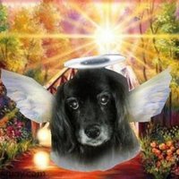 Jinny❤Otis, Daisy,Sadie, Daffy, Lily, Hurley (@jinjindoggy) 's Twitter Profile