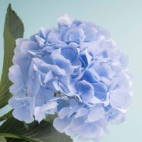 Rona’s Flowers(@ronasflowers) 's Twitter Profile Photo