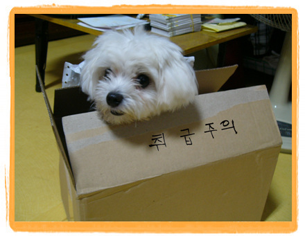 젊음의 영혼이여~
지치고 힘들 때 언제나 우리에겐 젊음이란 에너지가 있다는 걸...
2011년 V3 롯데~!!