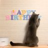 birinyanta's profile picture. にゃん太郎です。 ブリティッシュショートヘアの男の子。にゃんの日々の写真・動画がメイン、たまに他の事つぶやきます。