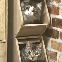 もこたろ (@mocojirou0822) Twitter profile photo