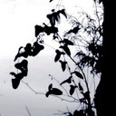 Tara Farley - @WrenRiver - Twitter