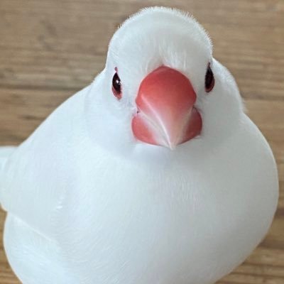 tomo131515321's profile picture. 