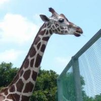 くびなが (@my_neck_giraffe) Twitter profile photo