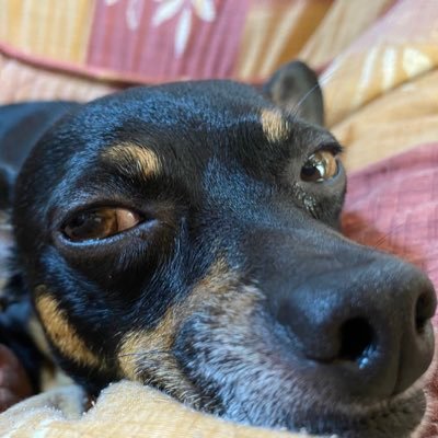 チワピン麻呂 ミックス犬 飼い主の股の間に挟まってます ちわぴん ミックス犬 ブラックタン チワワ ミニチュアピンシャー ミニピン チワピン麻呂 ミックス犬 飼い主の股の間に挟まってます ちわぴん ミックス犬 ブラックタン チワワ ミニチュアピンシャー ミニピン
