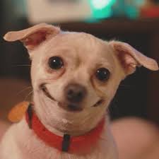 OGruppYT's profile picture. crie coisas