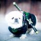Geary_K_ (@pocketpivot) 's Twitter Profile