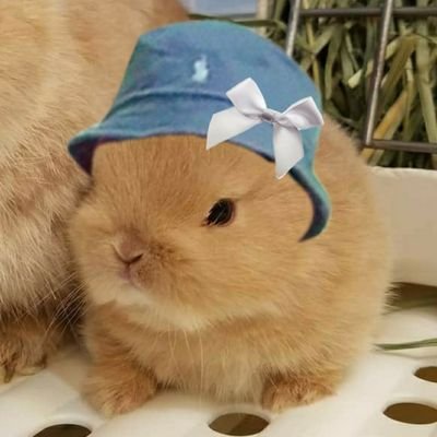 อมบมูฟเม้น ʕ´•ᴥ•`ʔさんのプロフィール画像