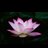 xiangxiang1947's profile image