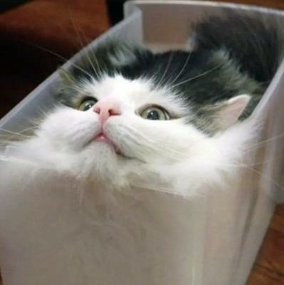 mikayjocookie's profile picture. 𝚝𝚠𝚒𝚝𝚝𝚎𝚛 𝚜𝚝𝚘𝚙 𝚋𝚊𝚗𝚗𝚒𝚗𝚐 𝚖𝚎 💀