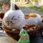 あつきのアイコン