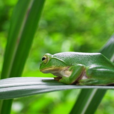 HNilllust@写真集出ます🐸さんのプロフィール画像