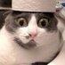 Jack_The_Cat (@jackthe07754918) Twitter profile photo Jack_The_Cat (@jackthe07754918) Twitter profile photo