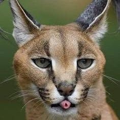 RawrMarshall's profile picture. (18+) be cool 😎