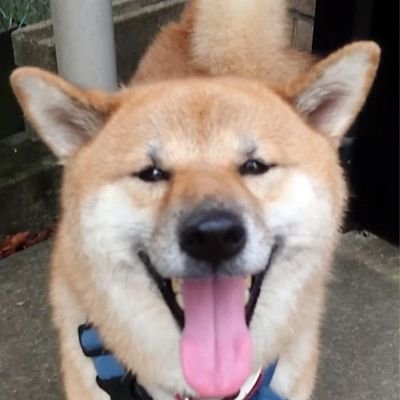 NO SHIBA, NO LIFE🐕Love Shiba🐶柴犬😍      


Happy boy, born in May 2017 おとこのこ ごんた🇯🇵🗾