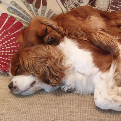 🐶 I'm an affectionate cav who LOVES his Mum, swimming & bubbles!! Miss my best friends AK💔,  Frodo & Oscar. I try my best to look after my family. #CavPack 🐶