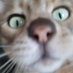 Gill Hobley (@gertiegardens) Twitter profile photo Gill Hobley (@gertiegardens) Twitter profile photo