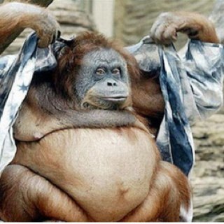 FlyinMonkeyz's profile picture. 