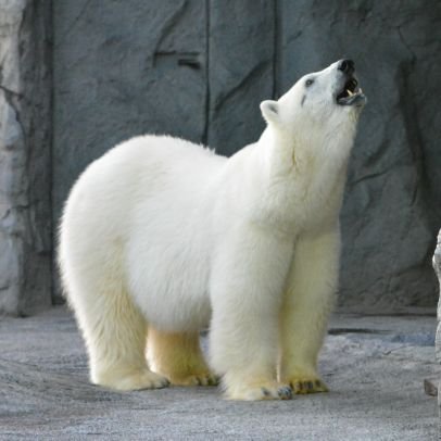 ホッキョクグマ、ユキヒョウ、アムールトラ、ライオンが好きです。
アイコンはピリカ、ヘッダーはララとポロロ&マルル親子です。
最近はネコ科動物たちの写真が多くなってます