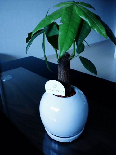 noce_dct's profile picture. 10年ほったらかしたら誰もいなくなった。 ので、likes #salesforce #tauri #claude #α7、趣味≠プログラミング、わくわくコンサルタント