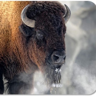 AreBisons's profile picture. Im not a Bison.