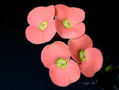 HanaRhee's profile picture. 