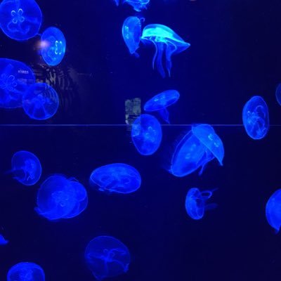 sabuakahimazin1's profile picture. 🍎県 24歳 ENFP 雰囲気はヘッダーで