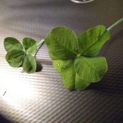 Trying to make the world a better place. Author, web designer, gardener, consultant, apothecary.