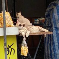 时不我待 (@findbtcalpha) 's Twitter Profile