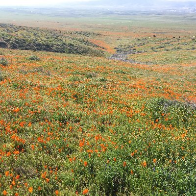 data_event's profile picture. Learning about flowers