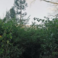 ABOUT THE TREES (@aboutthetrees) 's Twitter Profile