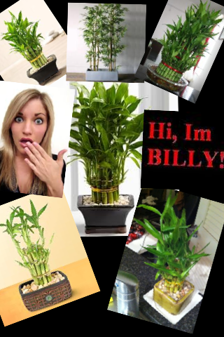 Hello. I am @ijustine 's bamboo plant named Billy.
