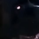 KingDevilDemon's profile picture. 