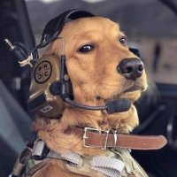 Sheepdog USMC 🇺🇸(@sheepdoginov8) 's Twitter Profileg