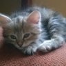 MarcinMm12321's profile picture. fan of Microsoft software, C sharp and PHP user, interested in self development, father of two great kids