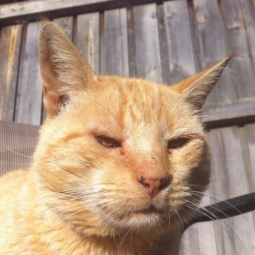 ReggieRanga's profile picture. 😒