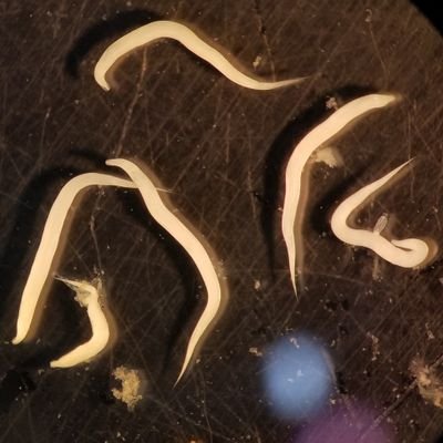 A clinical microbiologist/parasitologist sharing the love of parasites for the Twitterverse. Images and opinions are my own. UofU Pathology & ARUP Laboratory