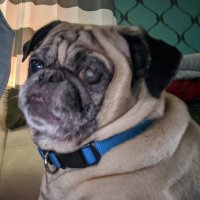 Jack Pugsley & Aries (@jackpugsley3) 's Twitter Profile