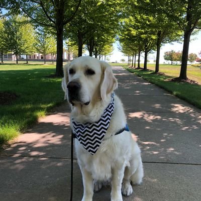 I am a LCC K-9 Comfort Dog working at Concordia University Wisconsin.   I interact with people at churches, schools, nursing homes, hospitals and in disasters.