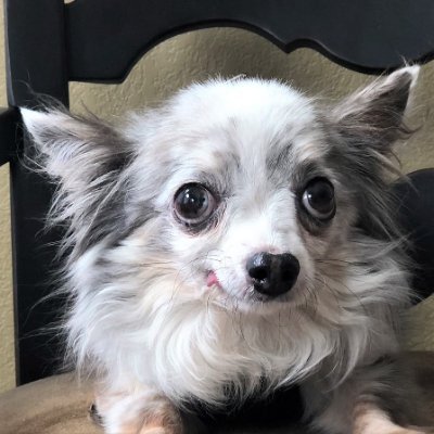 @TobysFunTails - https://t.co/boP2QJU2hl Creating awareness and educating the public about the cruel commercial dog breeding industry otherwise known as puppy mills.