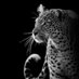 🖤💚❤️unknown (@landles64023942) Twitter profile photo 🖤💚❤️unknown (@landles64023942) Twitter profile photo