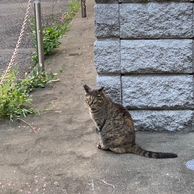 smartfalcon2008's profile picture. 