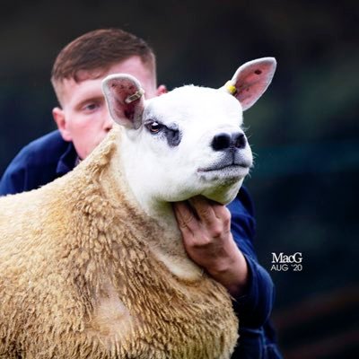 Rue Wood Pedigrees Est. 2016 - Home To The Rue Wood Flock Of Pedigree Texels, Rue Wood Zwartbles And Also Ruepack KC Springer Spaniels